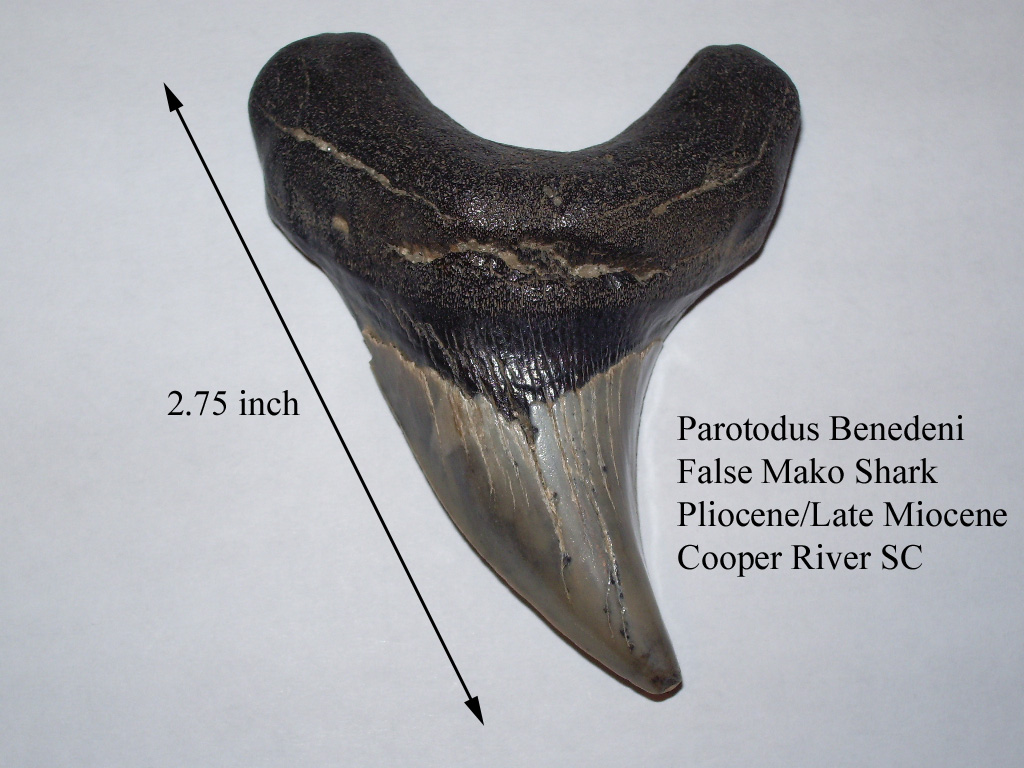 Unusual Shark Teeth