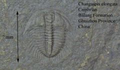 Changaspis elongata