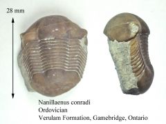 Nanillaenus conradi