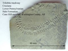 Trilobite trackway