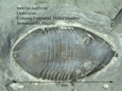 Isotelus mafritzae