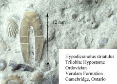 Hypodicranotus hypostome