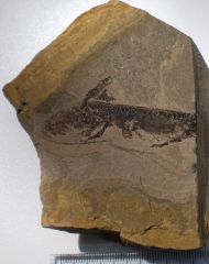 Apateon pedestris Lower Permian Tiefenthal Germany