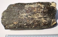 Métaxythérium "Dugong"piece of rib Miocéne Doué la Fontaine France