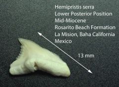 Mexican Hemipristis