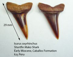Isurus oxyrhinchus