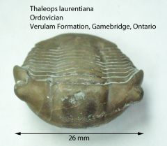Thaleops laurentiana