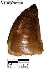 Prognathodon sp. Tooth