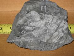 Large Calamites stem fragment
