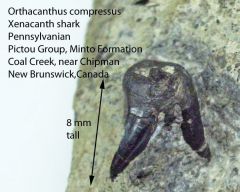 Orthacanthus compressus