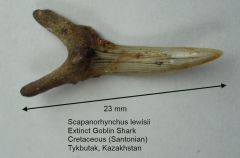 Scapanorhynchus lewisii