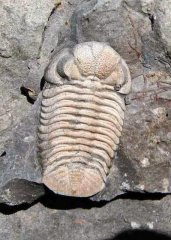 Eldredgeops rana -  Devonian, NY