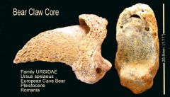 Bear Claw Core