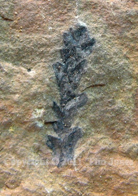 Early Jurassic Brachyphyllum