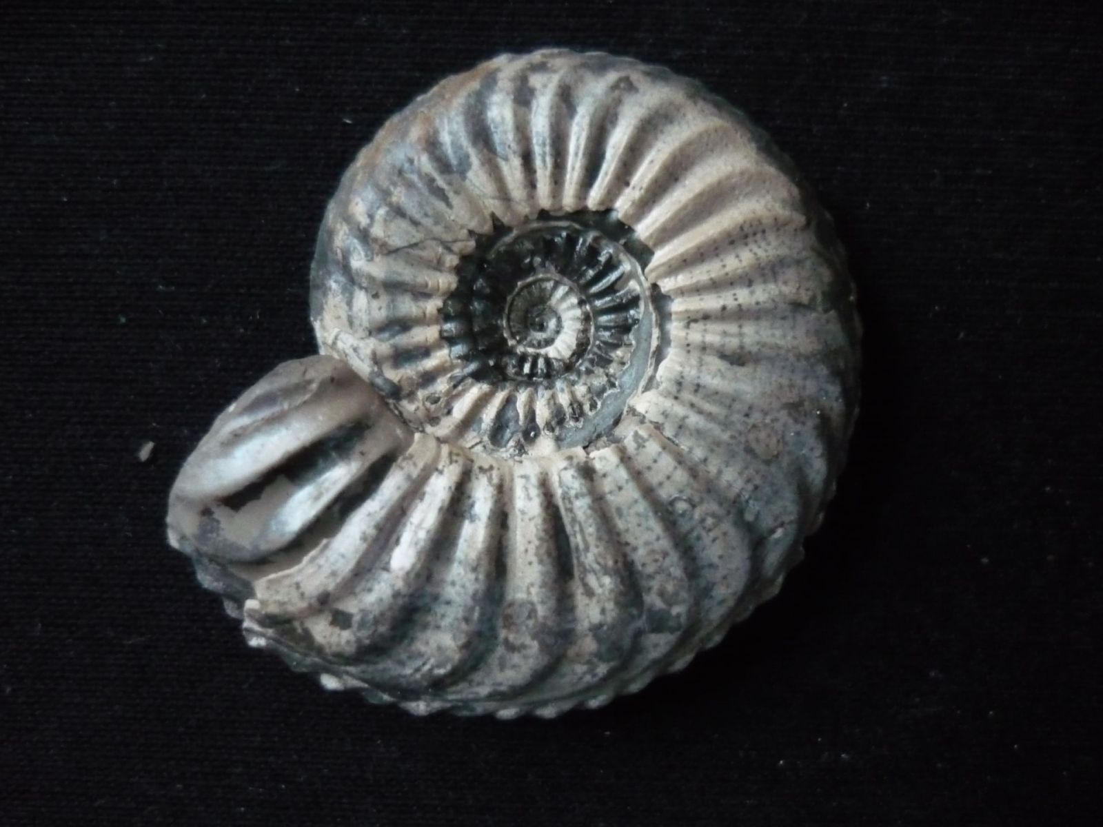 Early Jurassic Ammonites from Southern Germany