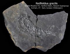 Redfieldius gracilis
