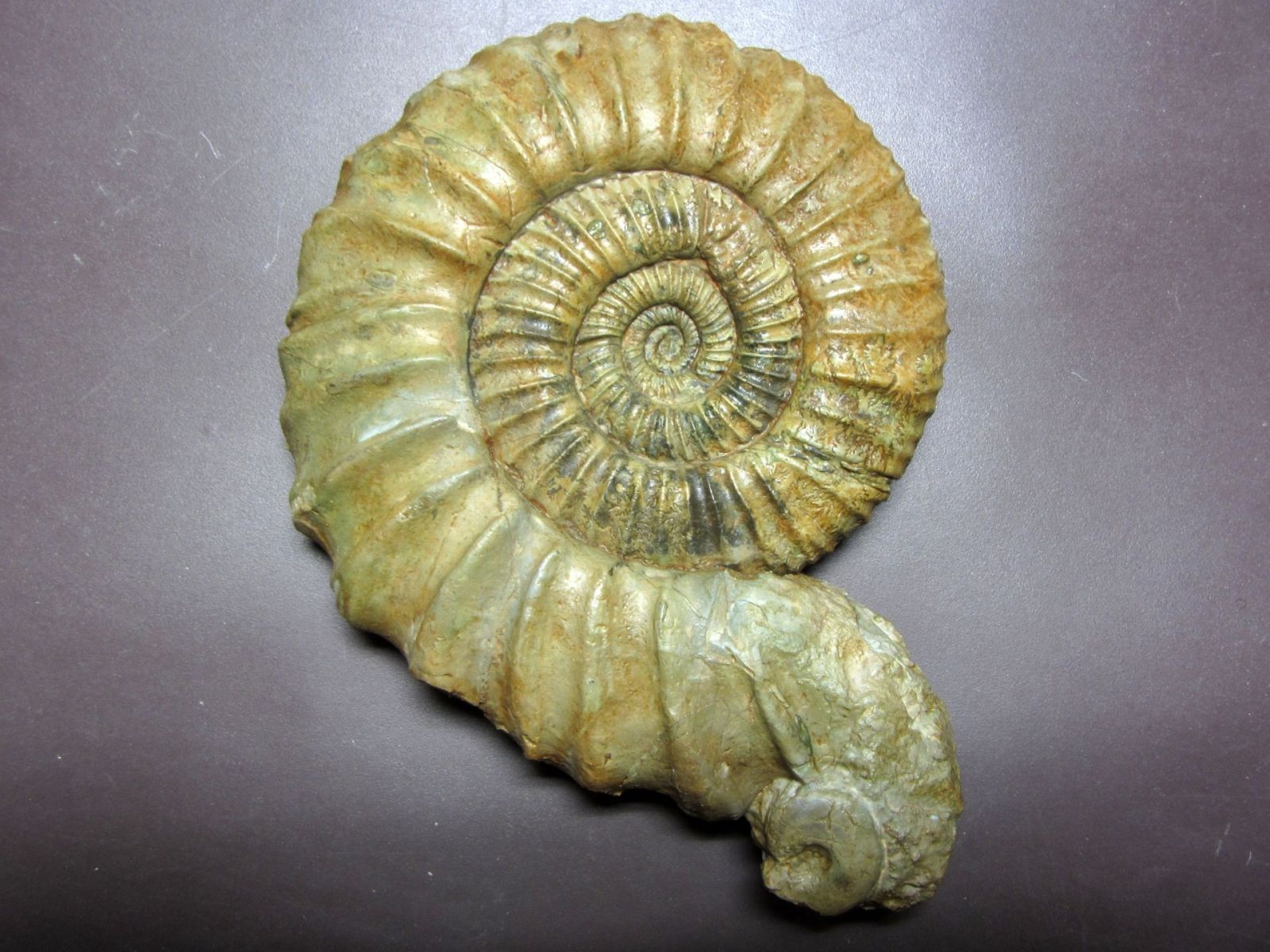 Late Jurassic Ammonites from Southern Germany