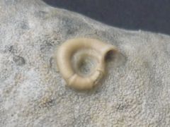 Neovermilia (Proliserpula) ampullacea