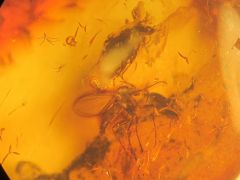Mycetophylla sp. & Cyphon sp. in Baltic Amber