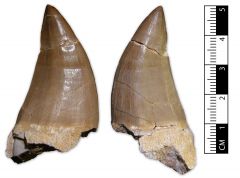 Mosasaurus sp. tooth