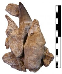Prognathodon sp. Jaw Fragments