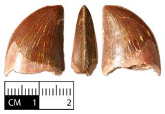 Carcharodontosaurus saharicus tooth