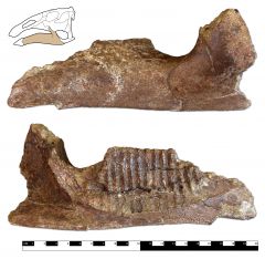 Edmontosaurus annectens Dentary