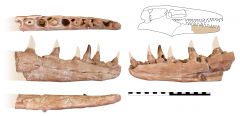 Prognathodon sp. Dentary