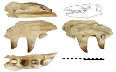 Prognathodon sp. Pterygoid