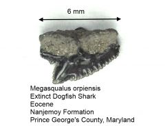 Megasqualus