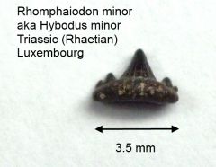 Rhomphaiodon