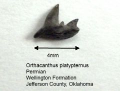 platypternus