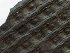 Sigillaria tessellata (Brongiart 1828)