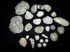 Fossil Assemblage, Lower Cretaceous, Comanche/Walnut Facies, Scurry Co., Tx