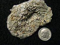 Gryphea Oyster, Lower Cretaceous, Comanche/Walnut Facies, Scurry, Co., Tx