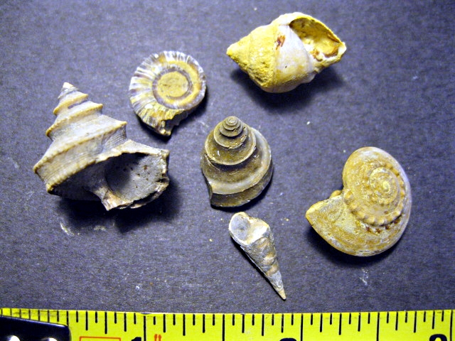 Jack County, Texas Fossils