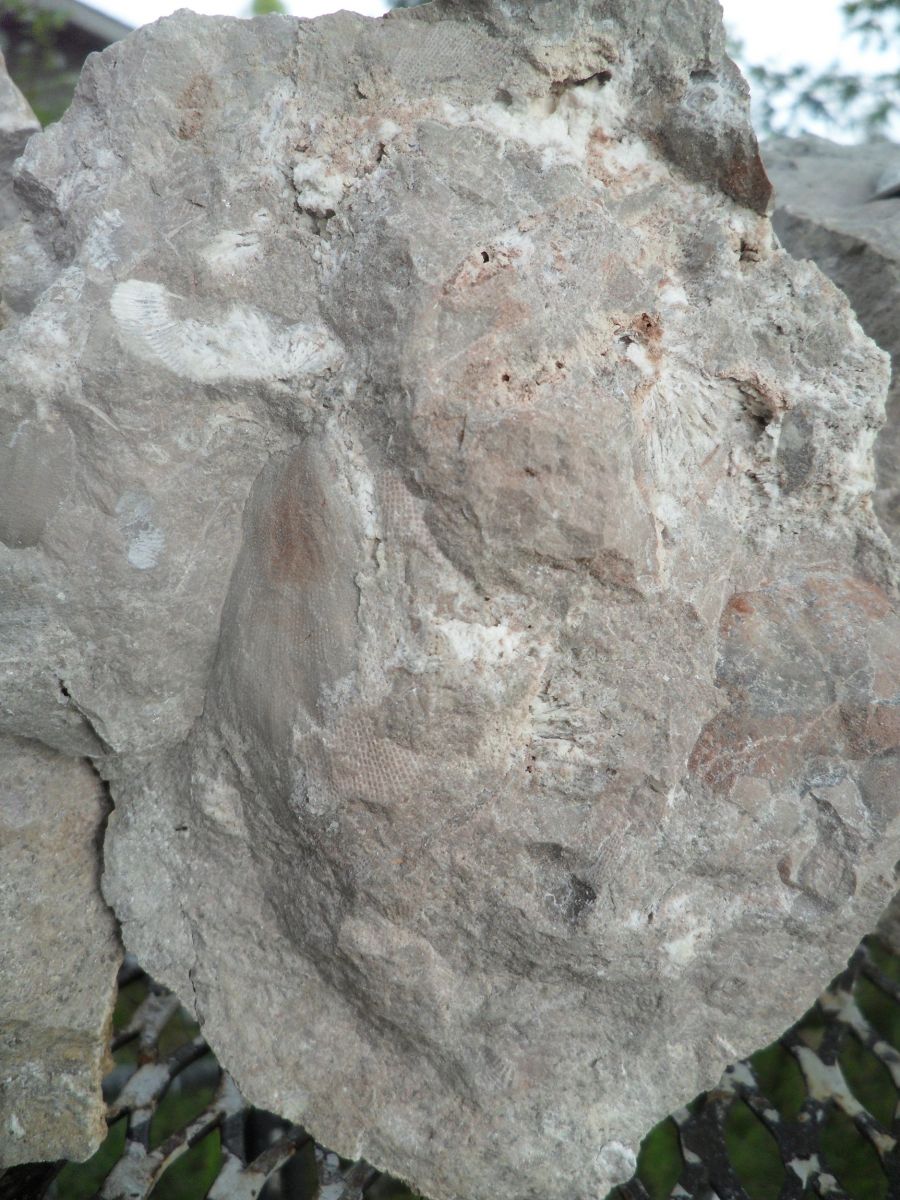 Miscellaneous Fossils in Rocks
