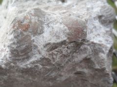Unknown Fossil