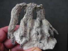 Roots of an unidentified Sponge