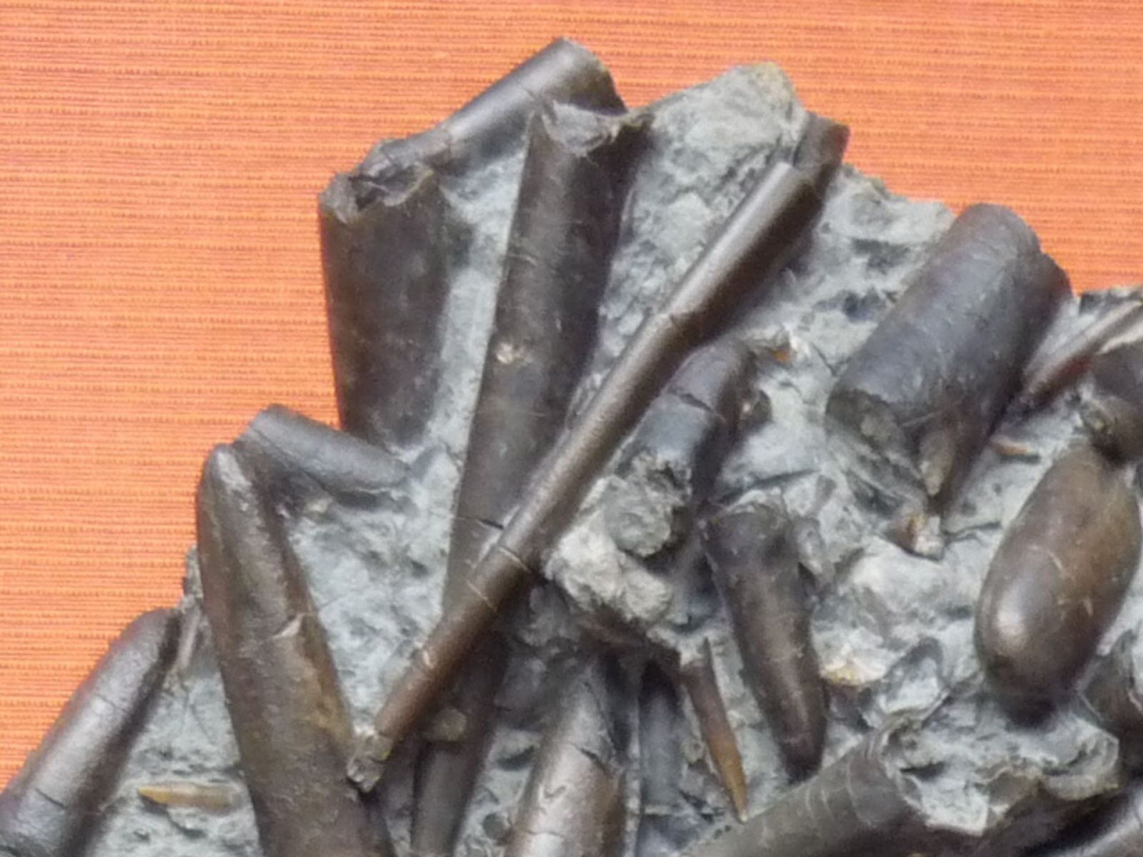 Acrocoelites (Acrocoelites) gracilis (Hehl in Zieten) ?