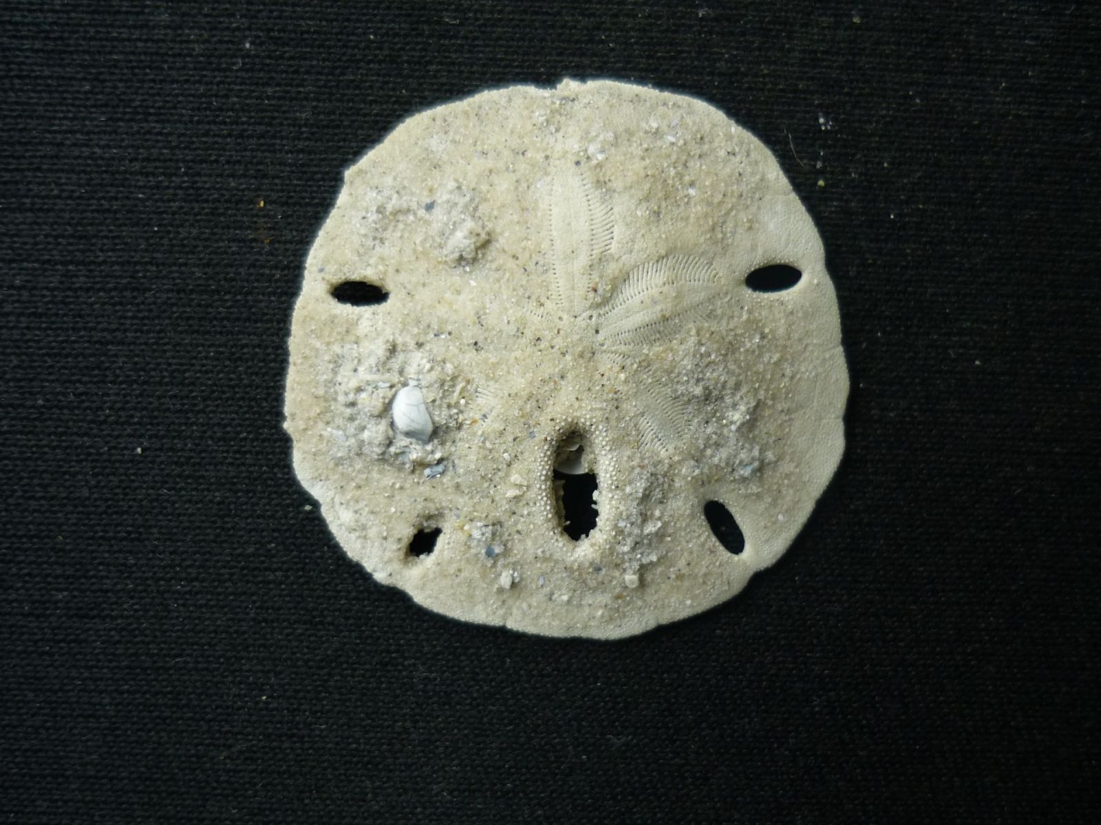 Melitta quinquiesperforata (Leske 1778)