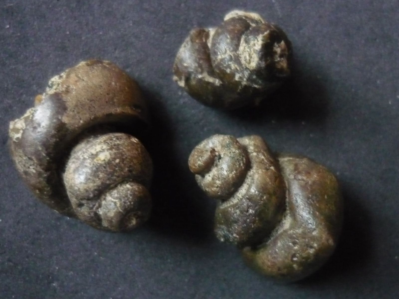 Clavilithes (Rhopalites) dameriacensis (Deshayes)