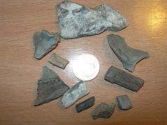 Marine reptiles bones fragments