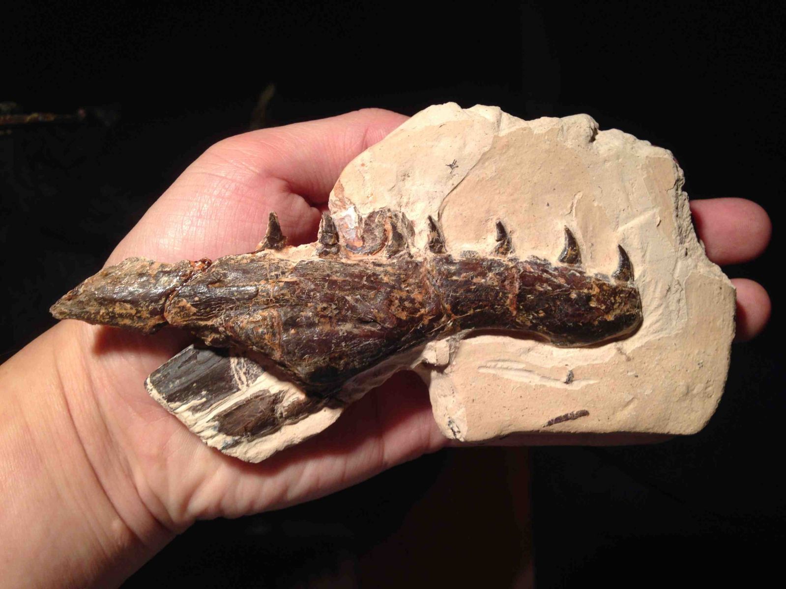 Tethysaurus jaw