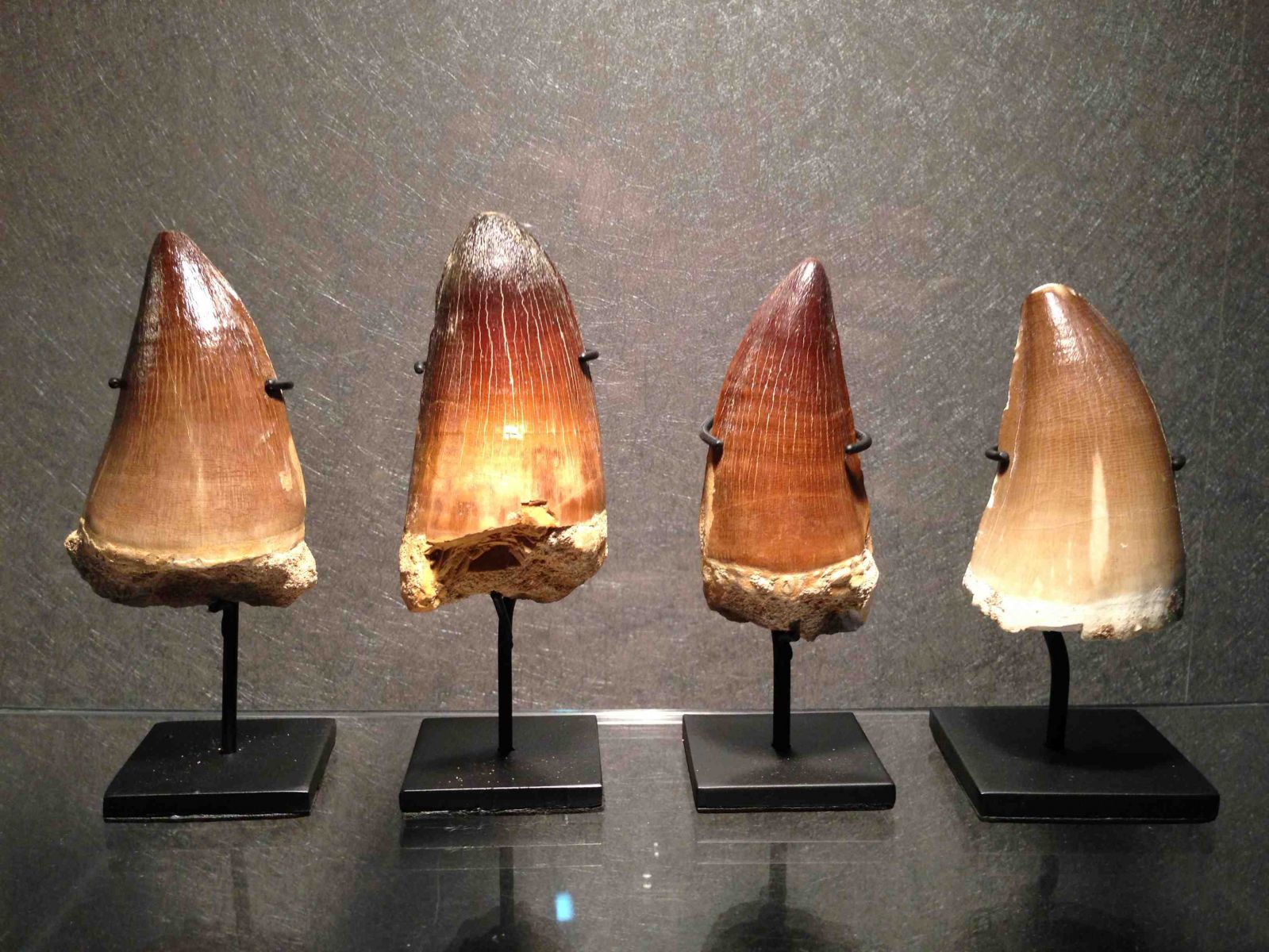 Mosasaur Large Teeth Crowns collection