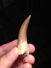 Elasmosaur tooth
