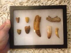 Moroccan Croc and Alligator Teeth Collection