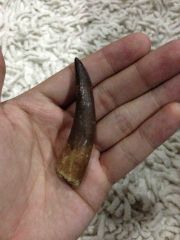 Elasmosaur tooth