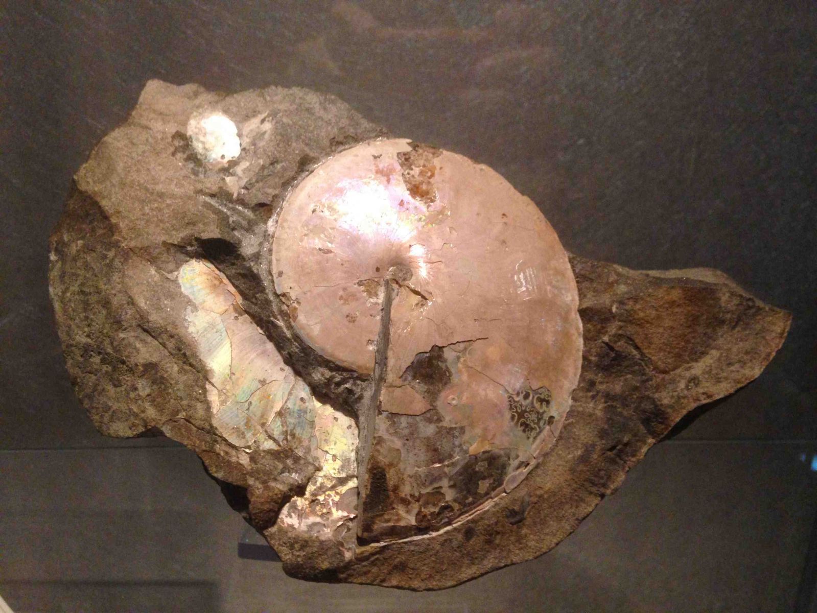 Sphenodiscus ammonite