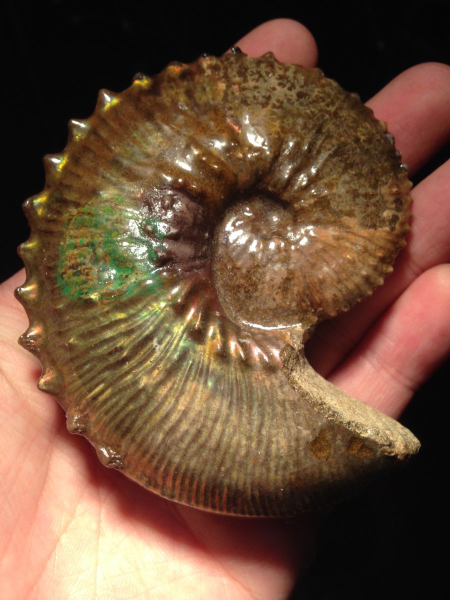 South Dakota Ammonite - Jeletzkytes sp.